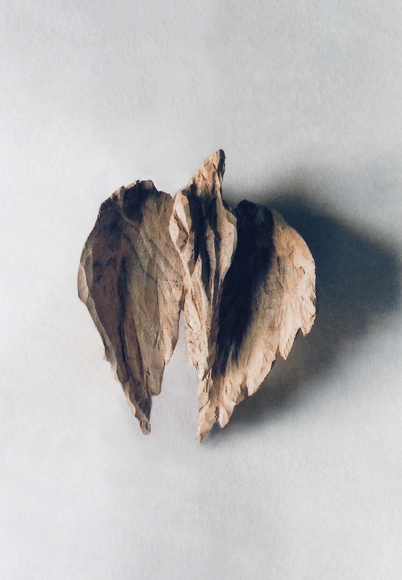 Hiroki Tashiro “Angelus #2” 2019 Camphor tree 180×220×70